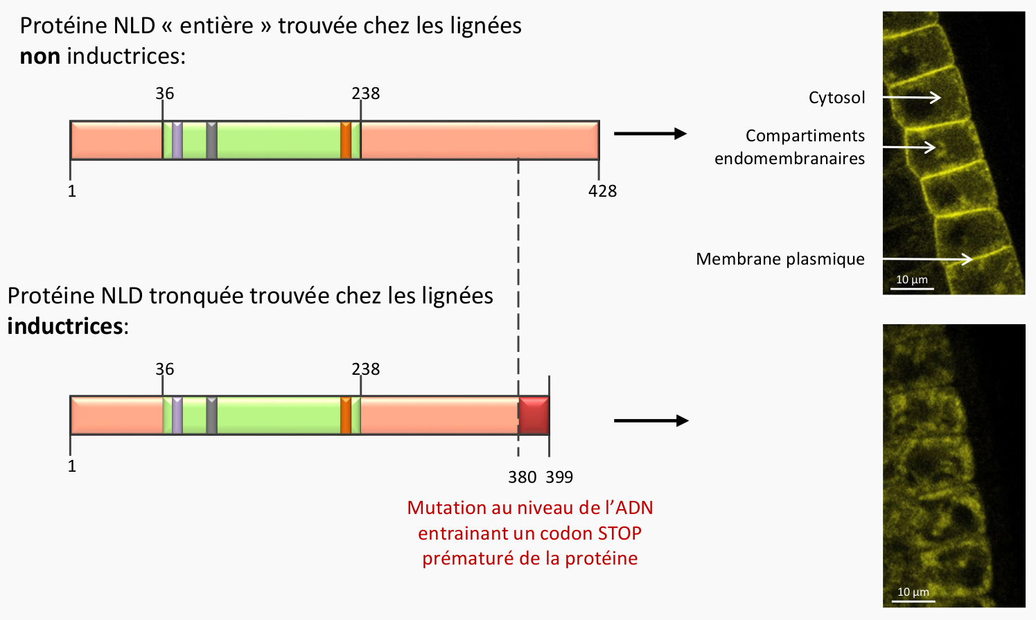 Repr Sentation Sch Matique Des Structures Prot Iques Des Prot Ines Nld Not Like Dad De